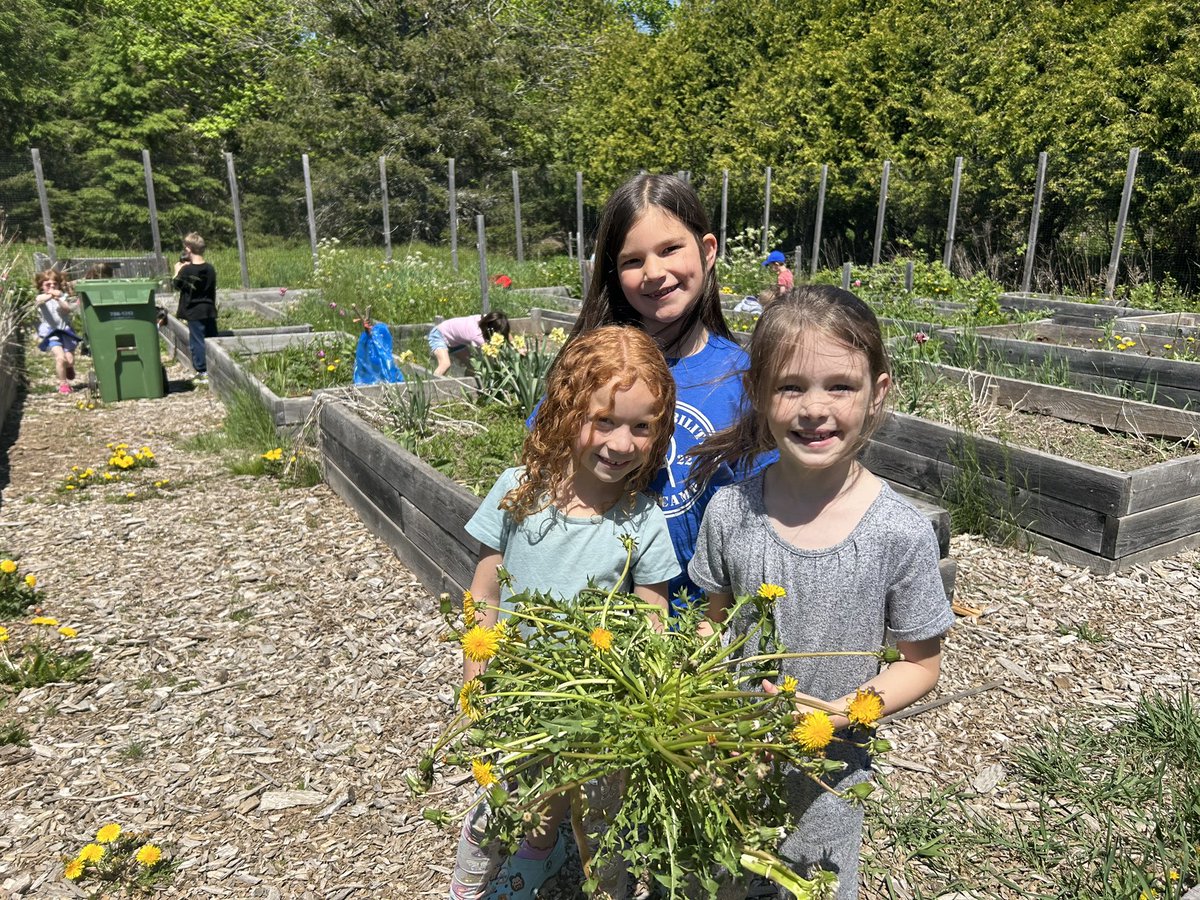 FairvaleFalcons's tweet photo. Getting down and dirty in the garden! Today, the Garden Club met for the first time this spring to weed in preparation for planting! Preparing kids for a sustainable world!❤️ https://t.co/to9LCCkYfy