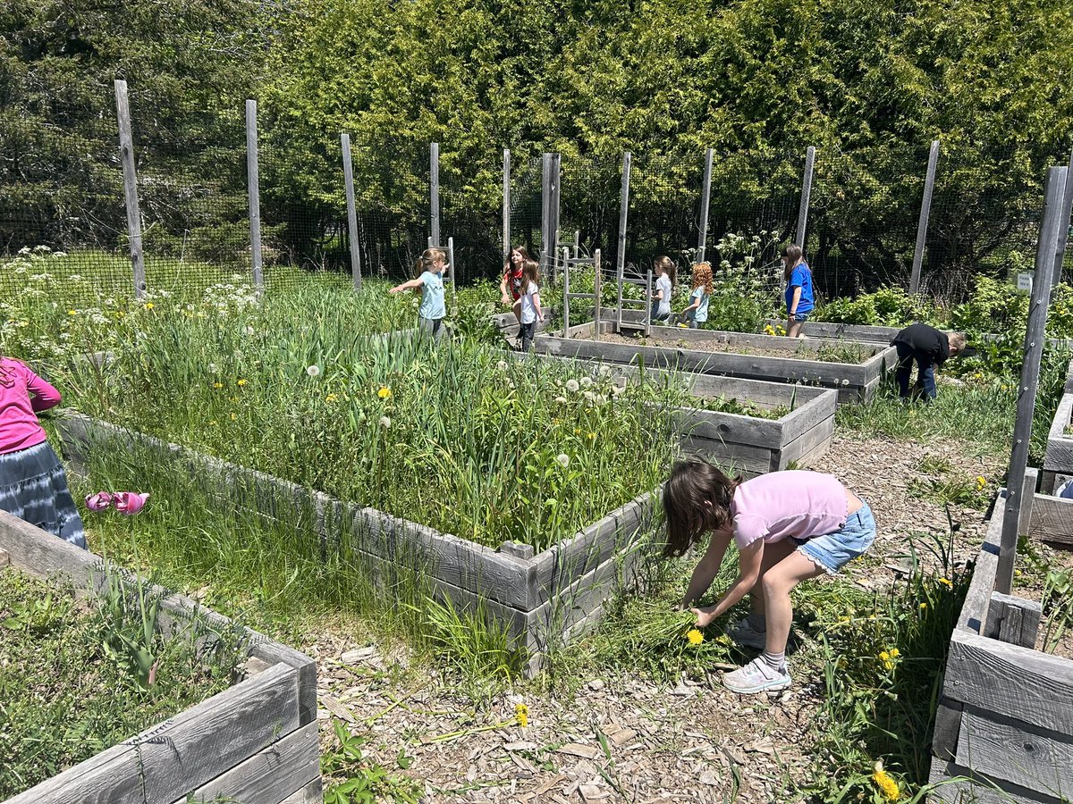 Getting down and dirty in the garden! Today, the Garden Club met for the first time this spring to weed in preparation for planting! Preparing kids for a sustainable world!❤️