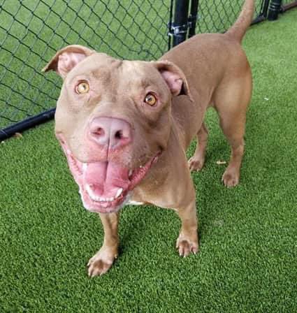 This was #BRUNO #A2408760 during the short time was at new #MDAS shelter, when people knew he existed. Now at old shelter,locked in kennel. No one takes him out.
2 year, male #Terrier mix, has been waiting since November 2022
24petconnect.com/DetailsMain/MI…
m.facebook.com/story.php?stor…