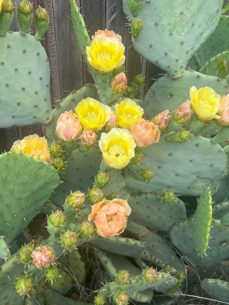 Cactus in bloom in Lubbock, TX
#flowers