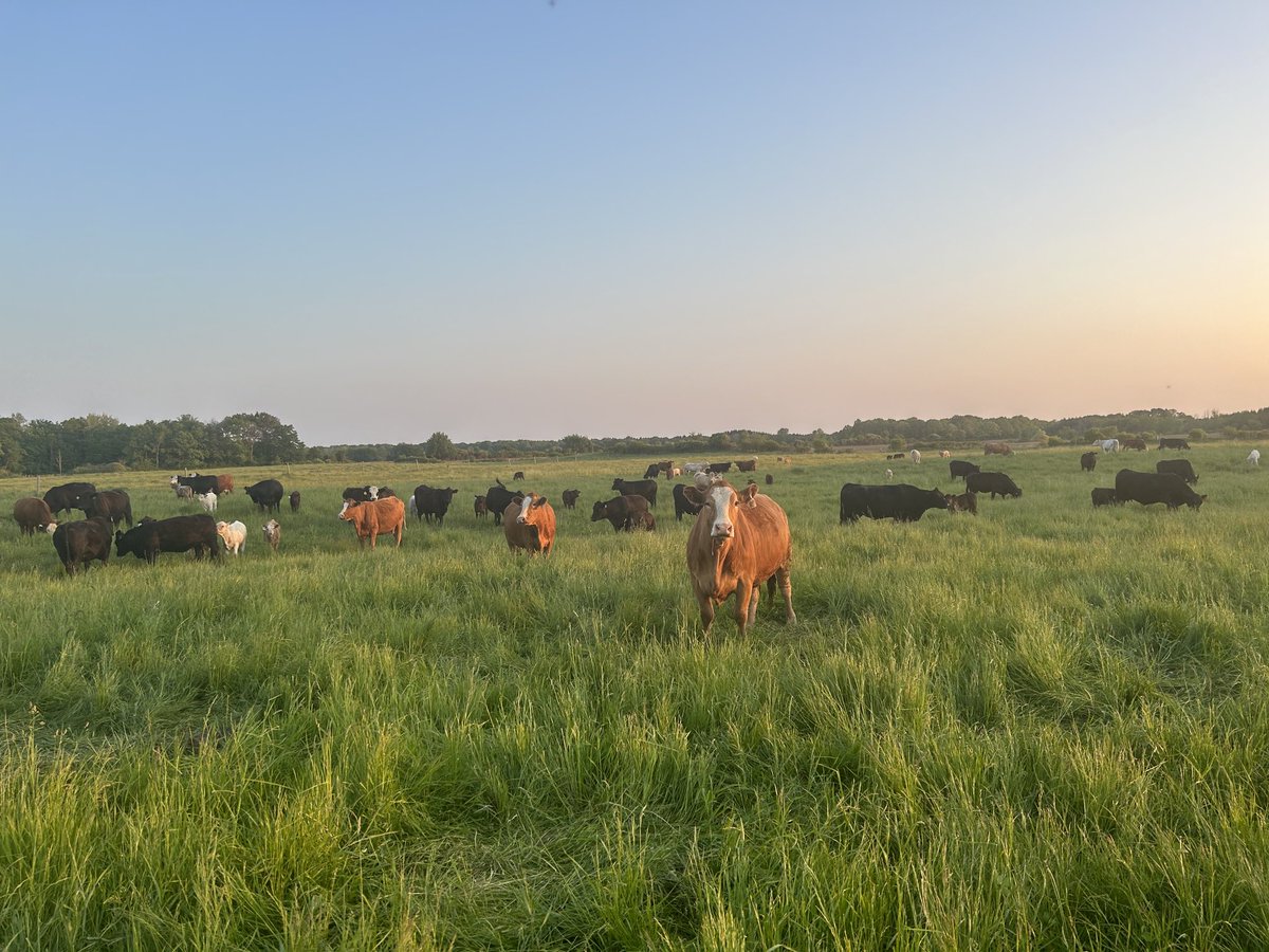 Beauty night to get away from the hustle and check some cows