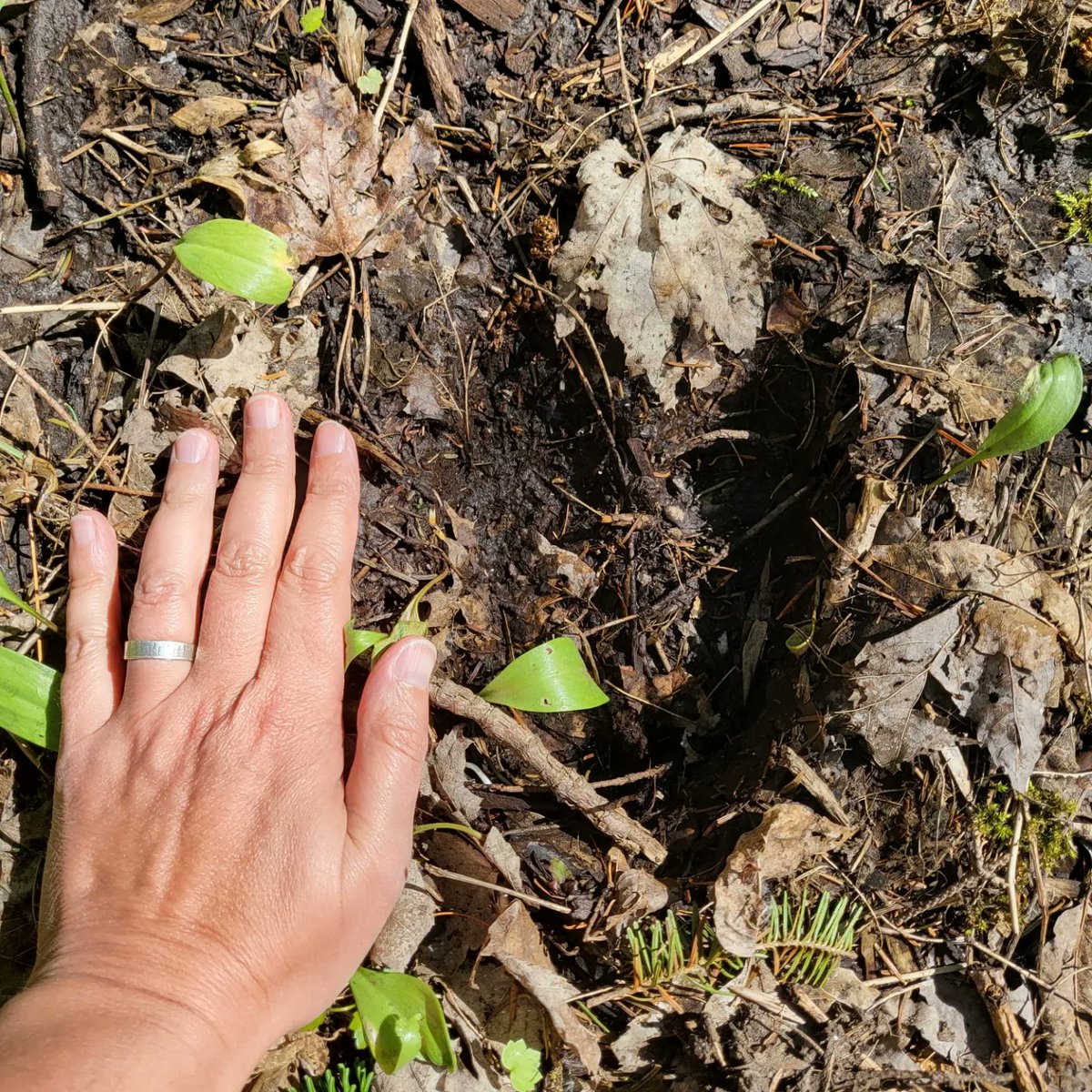 WildernessWebb's tweet photo. There's a large ungulate visitor in my woods. 🫎 https://t.co/hCyM5CmVEc