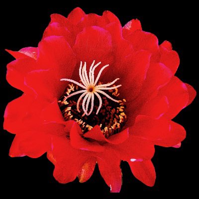 AnneVelosa's tweet photo. Such a vibrant flower and color.
.
.
.
#thankful #flower #flowerphotography #flowerphoto
#cactusflowers
#flowersandmacro #macroandflower
#macro #macrophotography #macro_captures_ #macroflowers
#mothernature #mothernaturerocks #mothernaturesbeauty #nature #natureisbeautiful https://t.co/0TuCgb2dtn