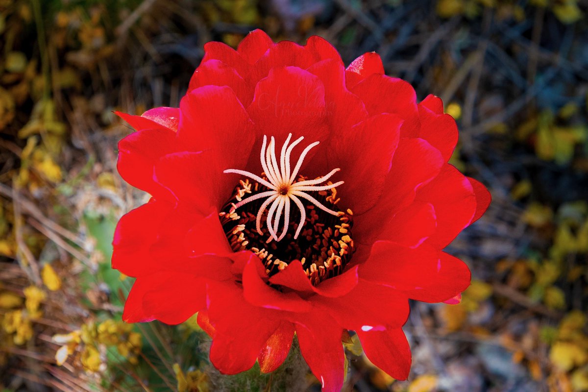 AnneVelosa's tweet photo. Such a vibrant flower and color.
.
.
.
#thankful #flower #flowerphotography #flowerphoto
#cactusflowers
#flowersandmacro #macroandflower
#macro #macrophotography #macro_captures_ #macroflowers
#mothernature #mothernaturerocks #mothernaturesbeauty #nature #natureisbeautiful https://t.co/0TuCgb2dtn