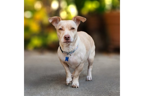 DPSRescue's tweet photo. Pearl TeaπΎπ(PT) is a shy, 1-2year-old rescue dog. She needs a patient adopter to help her blossom. PT is housetrained, quiet, and low-key. She's a sweet soul with lots of potential. Perfect for someone looking for a calm companion. #AdoptPT #AdoptDontBuy #DPSRescue #RescueDogs https://t.co/5cjnU26LAc