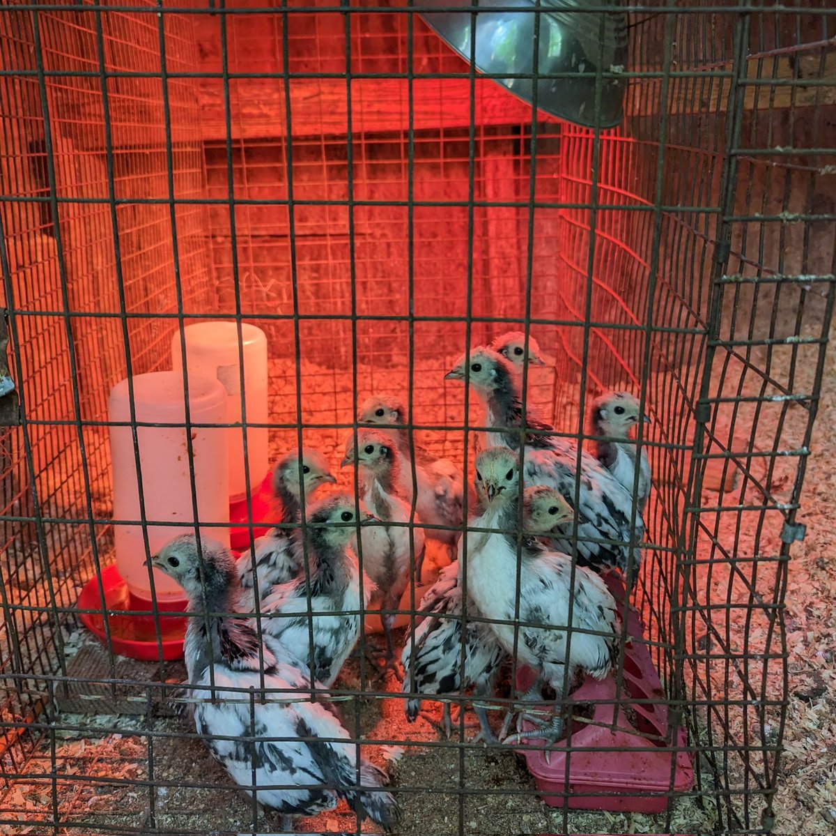 The Lakenvelder chicks are getting bigger, they are feathering out, and their colors are getting more established! #DonkerFarm #chickens #UrbanFarm #UrbanFarming #UrbanAg #Worcester