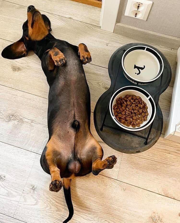 Food Coma 🤪
#funnydog #DogLover #doxie