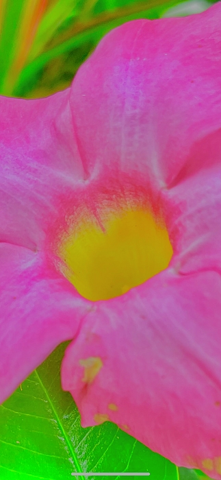 SabalaKing's tweet photo. New artwork for sale! - "Trumpet flower" - https://t.co/okiS2cSCCn @fineartamerica https://t.co/cmDY8tsGf1