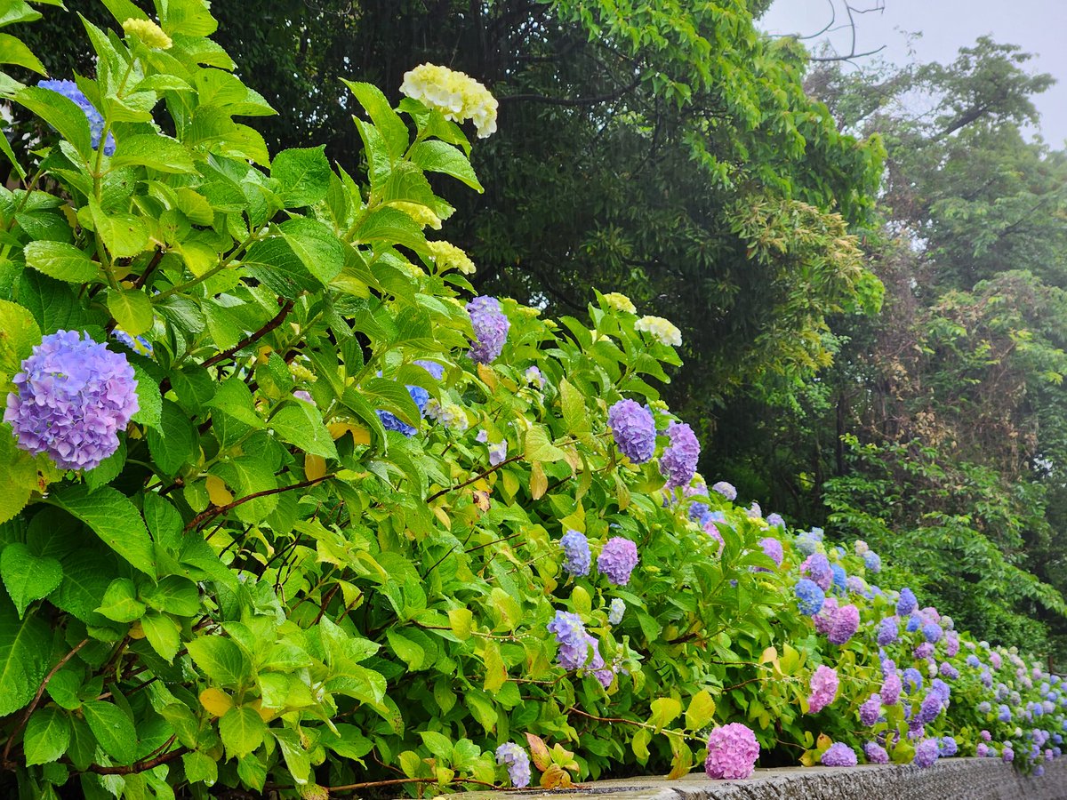 今朝は☔愛宕神社様にお参り🙏に行く途中で紫陽花が綺麗にたくさん咲いていたのでパシャリして来ましたよ✨

 #紫陽花