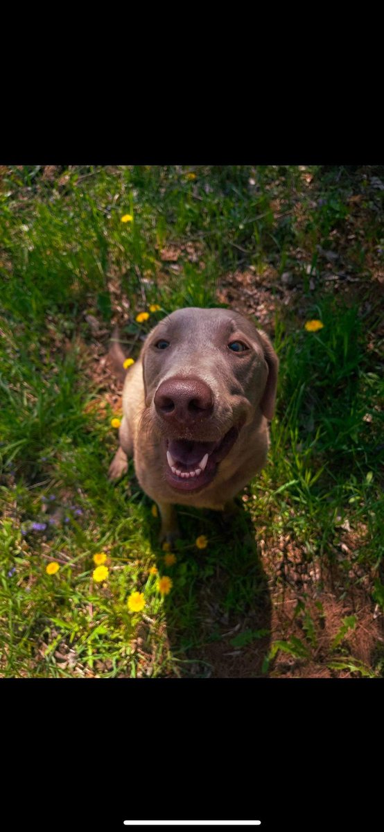 AlmerX23's tweet image. My Dog 
#earthquake #AlmerX #HarryPotter