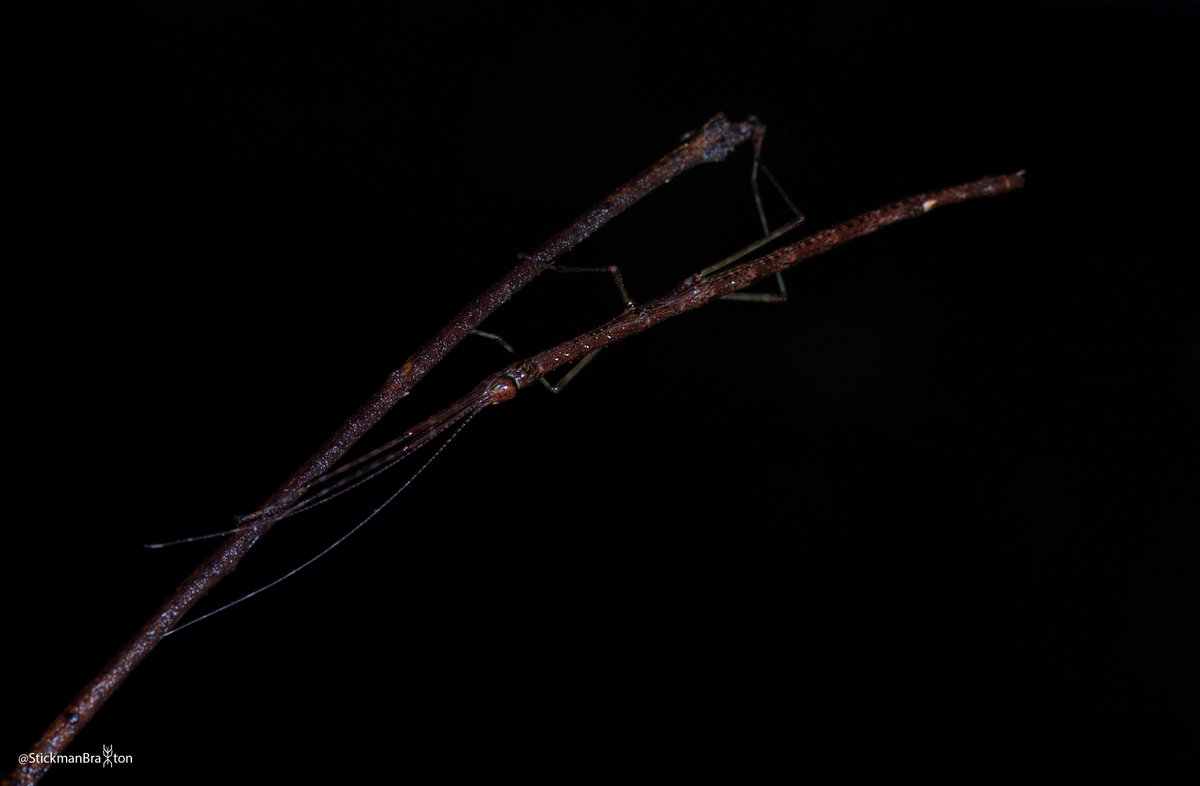 This phasmid is a female Candovia strumosa. They are found in rainforests of NSW. The camouflage is quite amazing compared to the stick it's resting on. I doubt I would have found it during the day!

#photograph #photography #getstickbugged #insect #phasmid #entomology