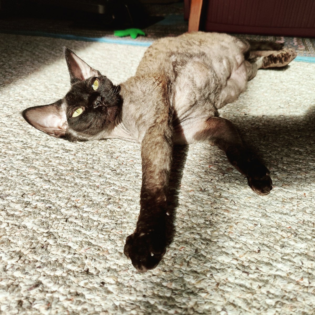 I love the sun! #MappleThorpe #DevonRex #Vancouver #EastVan