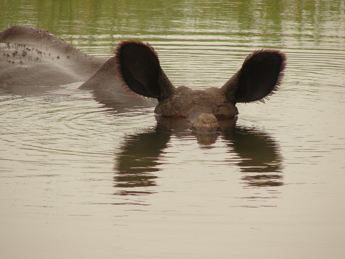 #Indianrhino
Rhinos don't need coffee to charge up, they just need a lazy sunny day to roll with their horned goals
#rhinoquote #LazyRhinoVibes @hodilu @savetherhino