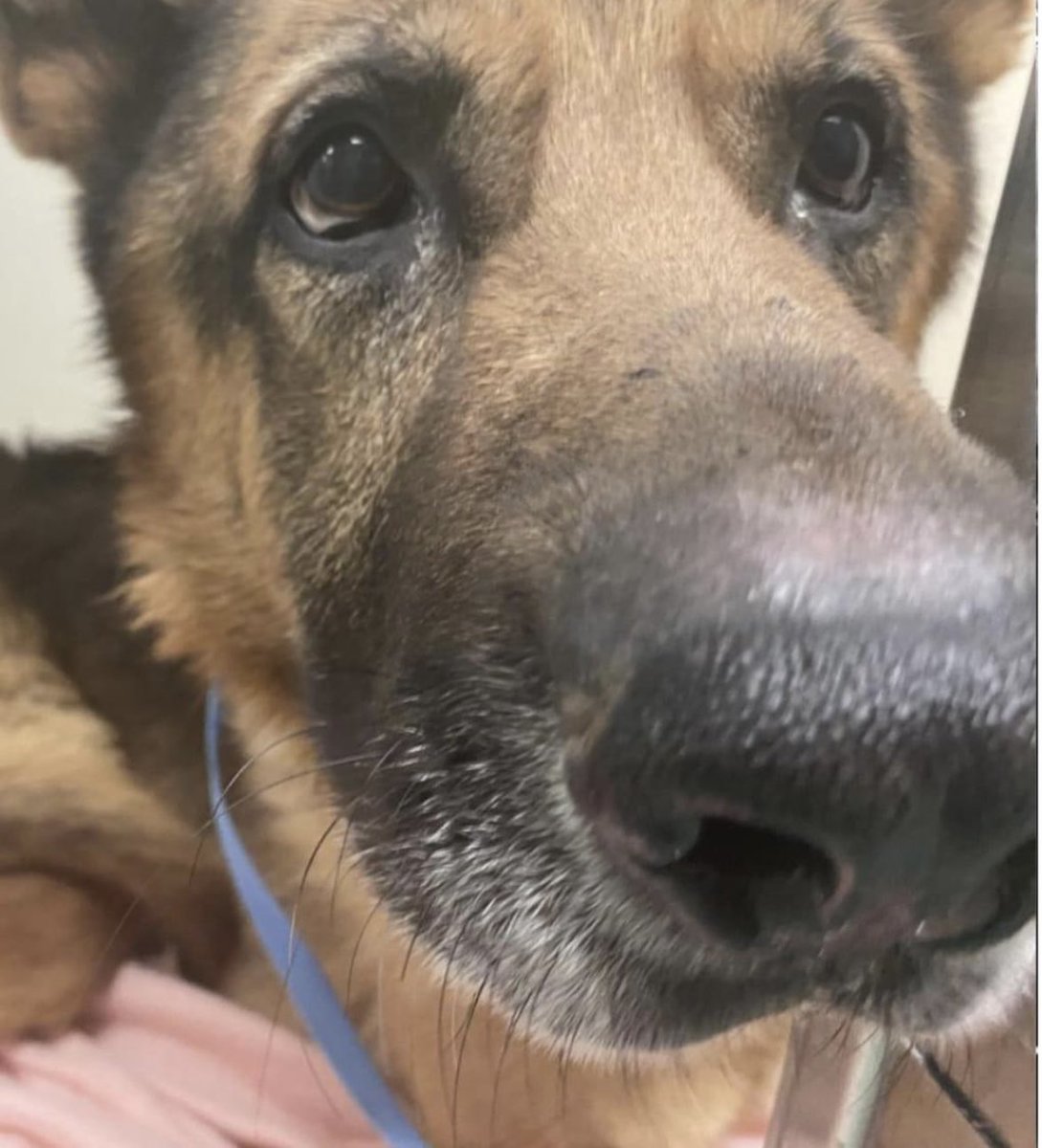 reddogsusie's tweet photo. #TN #MEMPHIS
🆘MEDICAL-FINAL PLEA🆘
Jack 6yo HW+ UNABLE TO USE HIND LEGS-Severe Muscle atrophy-nerve damage-distended bladder💔Poor Jack needs IMMEDIATE vet care #RESCUE #PLEDGES #MASA24054
https://t.co/fgHVA72tm5 https://t.co/j3VGeZTZ1a