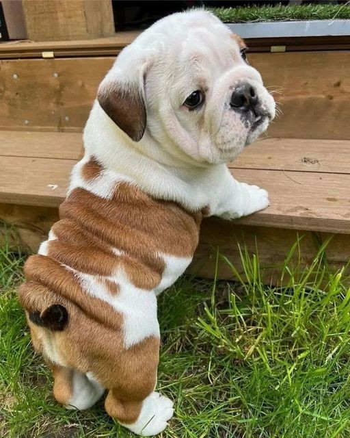 #bulldog #dog #puppies #resque