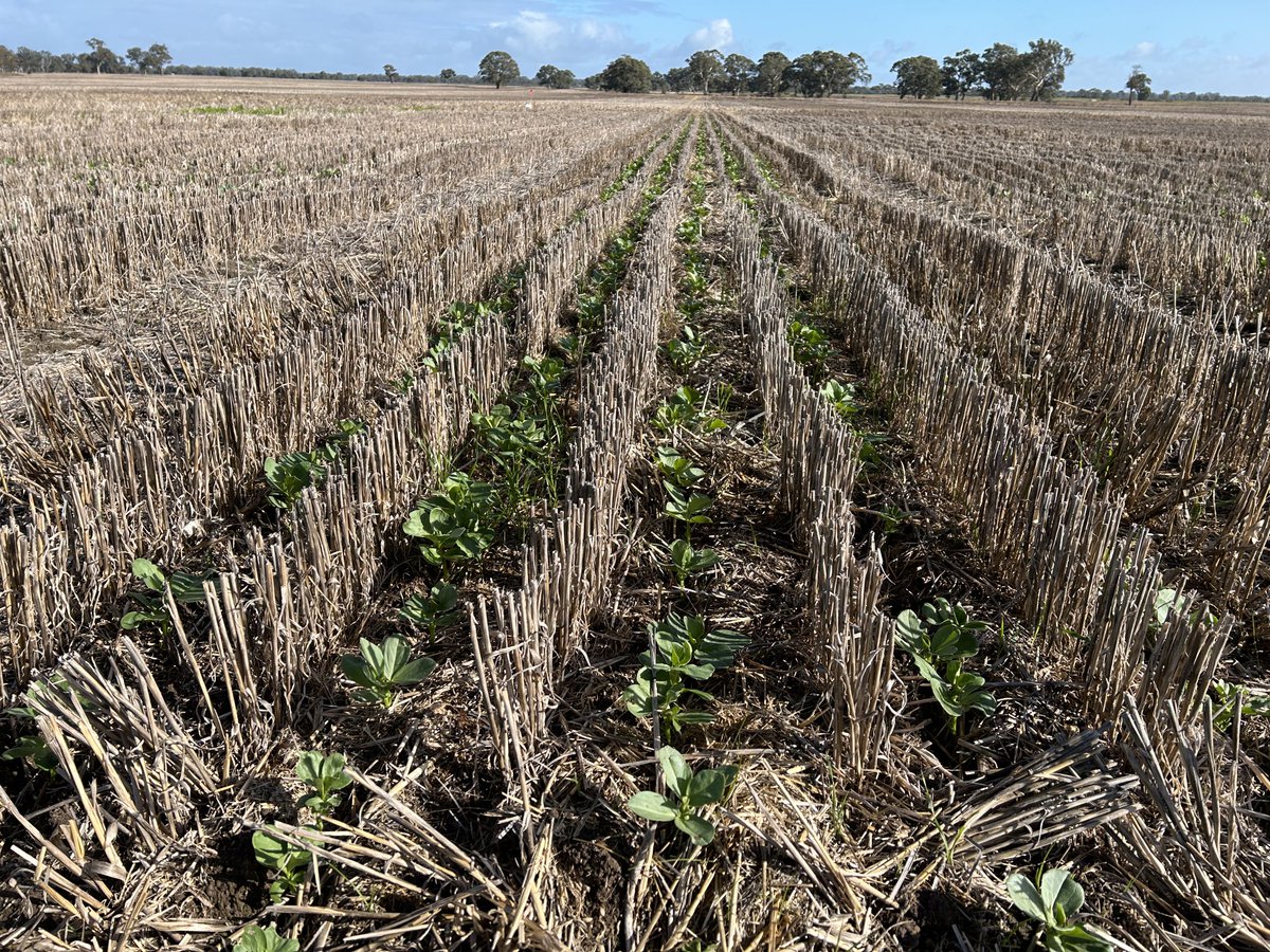 SouthernPulse tweet media