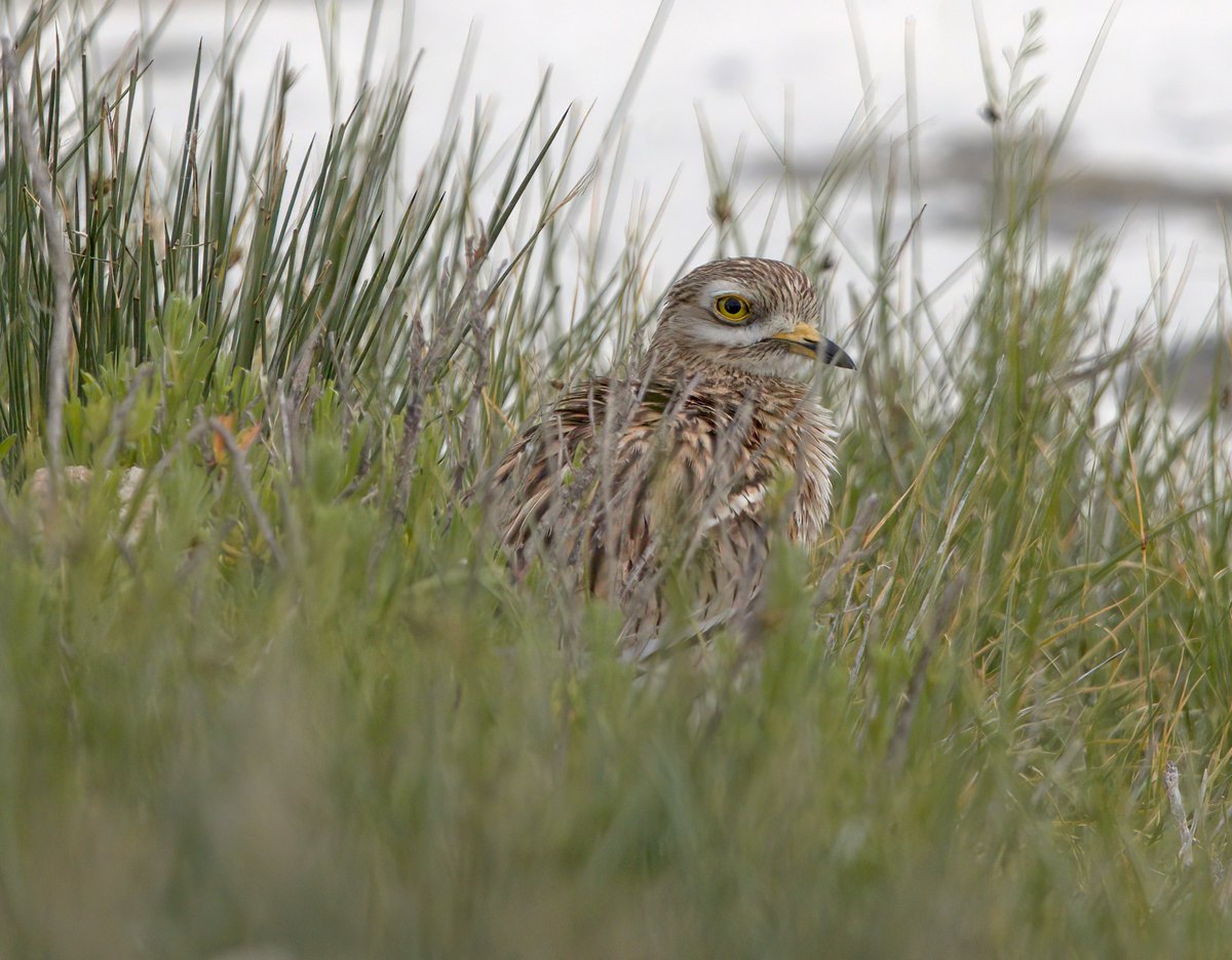 Stone Curlew. Majorca