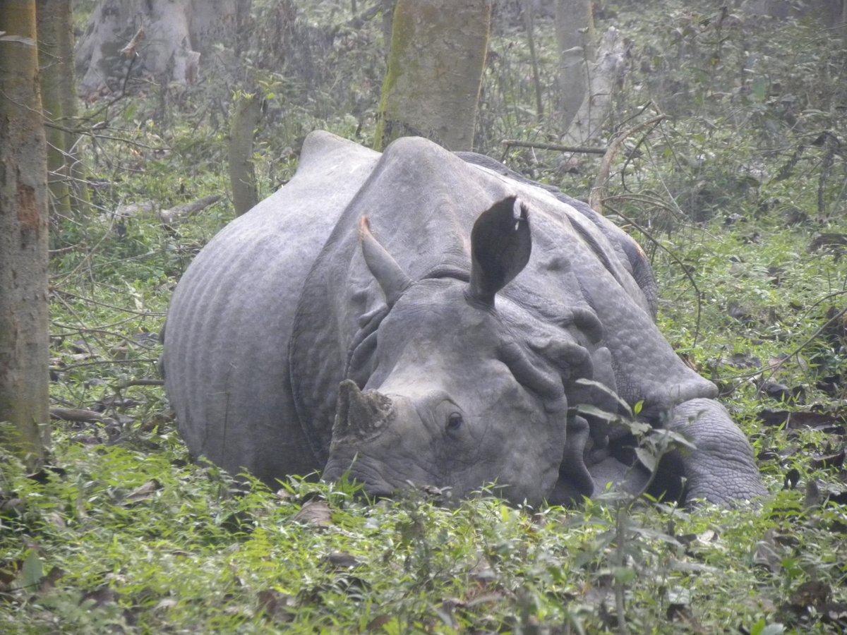 #Indianrhino
???? Could you please give me a quote based on this image? 
#Lazyrhinovibes @hodilu @savetherhino