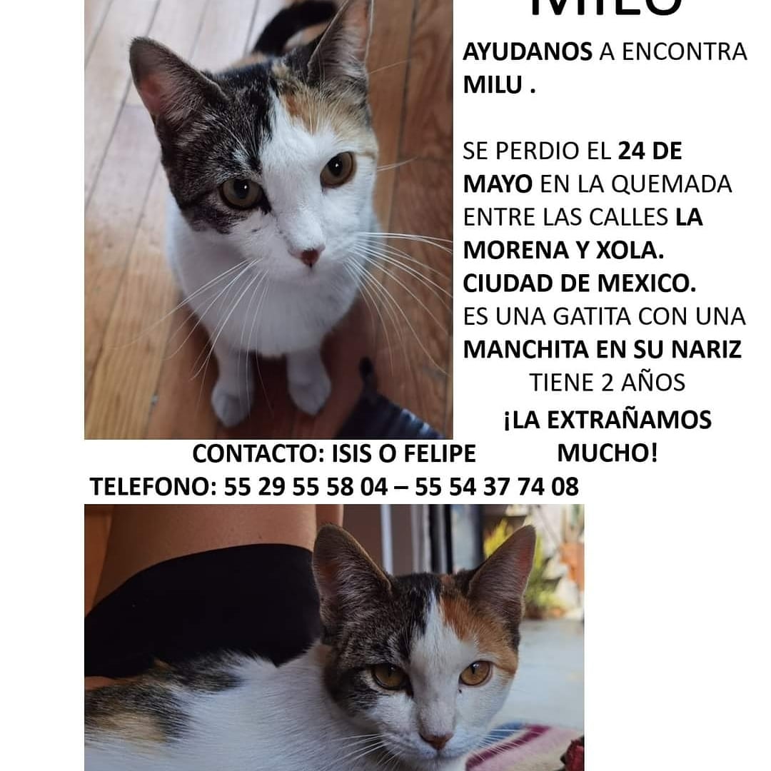 #gatitosperdidos #ciudasdemexico #gatos #alertaambergatitos