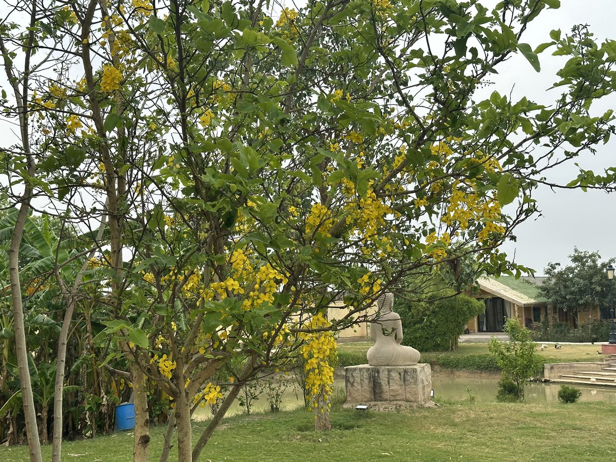 DrKumarVishwas's tweet photo. तुमने छोड़ा शहर धूप दुबली हुई,
पीलिया हो गया है अमलतास को।😍🤗❤️ https://t.co/pdq6Jb1Sbb