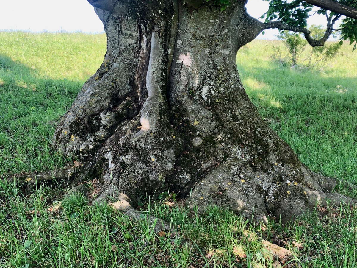 bergwaldprojekt's tweet photo. Umso freistehender desto beeindruckender der Stammfuß: #Rotbuche #fagussylvatica #thicktrunktuesday https://t.co/6AVzedn13e