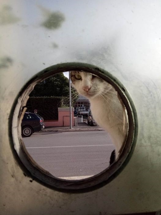 orbetellove's tweet photo. Street Cats by@orbetellove https://t.co/CvURi8Hd9l………………………………………………………              #straycats #randagi #gattirandagi #cats #chats #errants #gatos #gatti #catoftheday #CatsOfTwitter https://t.co/AYqvGUbnUA