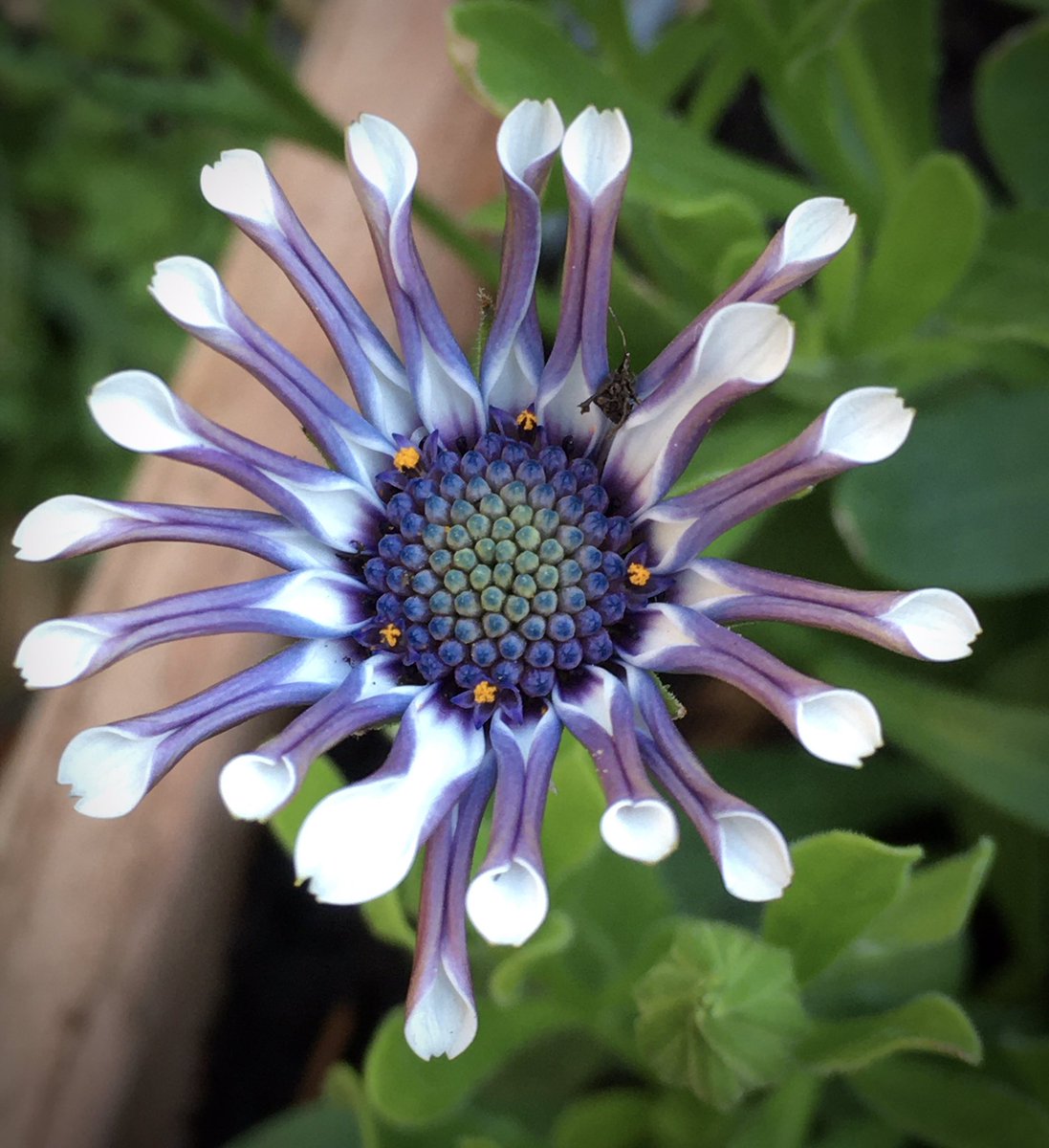 Osteospermum, spider white flowering on my birthday. Loving the colours 🎉🥳
#gardeningtwitter #gardens #birthday