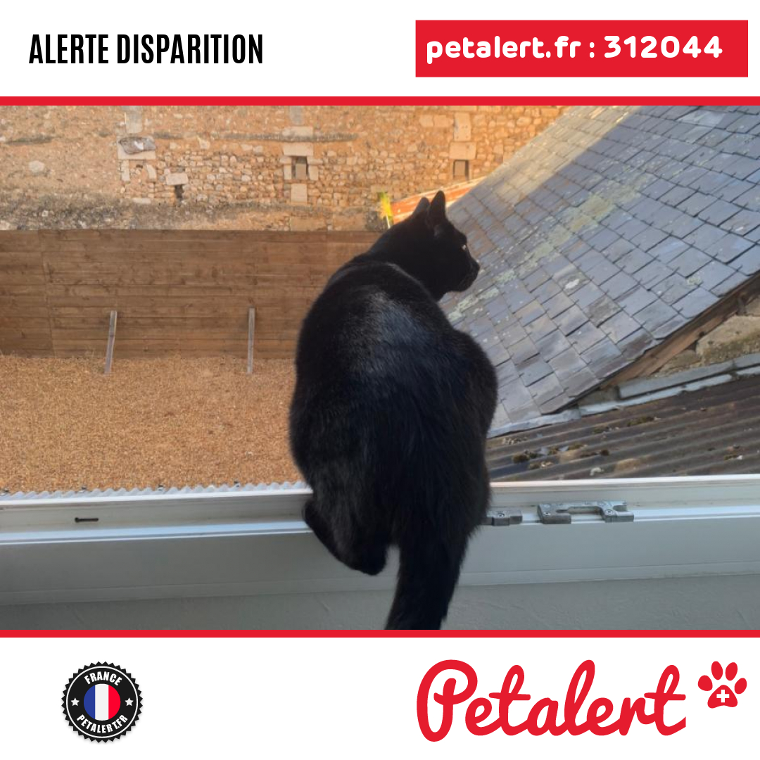petalert_france's tweet photo. Disparu #Chat #LoirEtCher #Vendome #Petalert #PetAlert41 / https://t.co/vMCIlHs8n4 https://t.co/6yL0PgQlFC