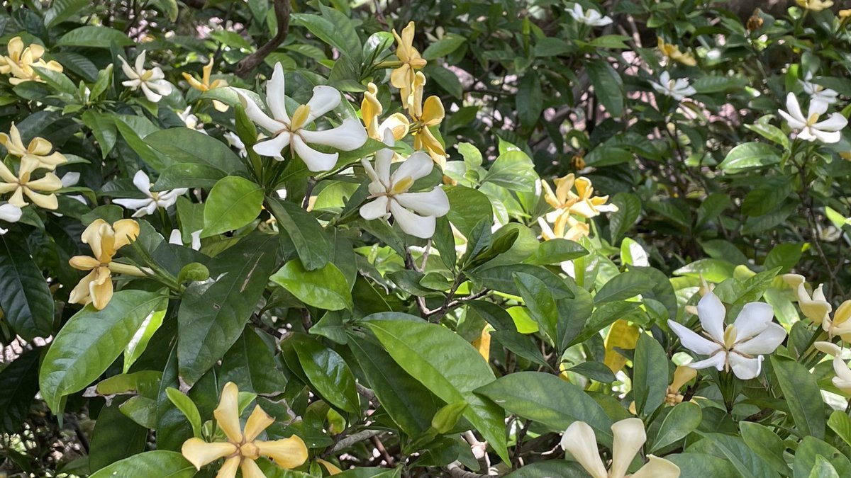 mekemaro's tweet photo. 鉄砲百合、夏が近づいていますね！
#flower #japanesenature #花 #鉄砲百合 #鹿児島 https://t.co/Wyh7Iz0Mfe