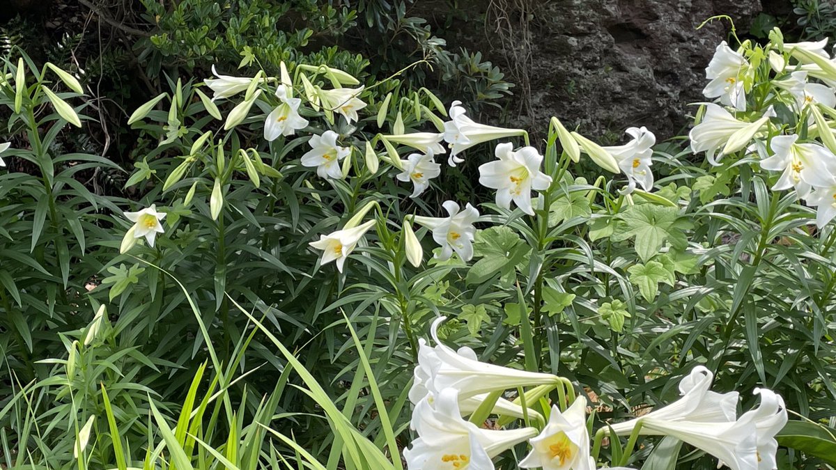 mekemaro's tweet photo. 鉄砲百合、夏が近づいていますね！
#flower #japanesenature #花 #鉄砲百合 #鹿児島 https://t.co/Wyh7Iz0Mfe