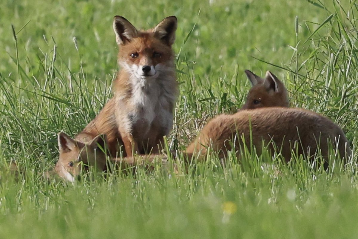 Fisamatente's tweet image. Ok, sie sind dreist und schlau, aber …. so  süß #foxcontent