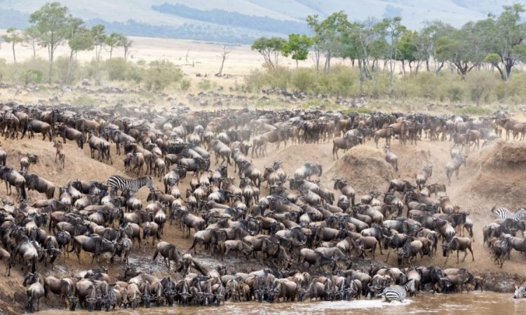 Experience the thrill of the Great Wildebeest Migration, the majesty of the lions of the Mara, and the beauty of the Mara River.

For bookings: 
📲+254 – 748 717 387
📧info@toafrika.com

#Wildlife #Adventures #GreatWildebeestMigration #MaraRiver