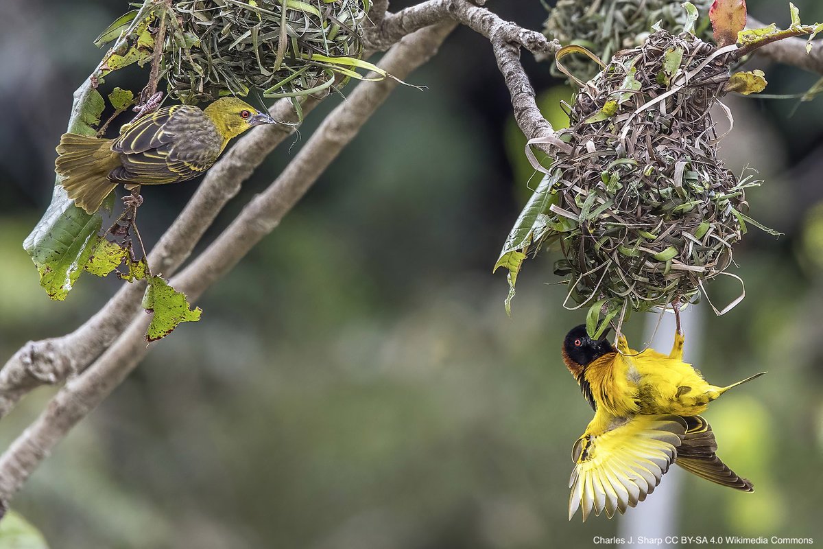 BOU π©π»βπ«π¨πΏβπ«π§π½π³π½ββοΈ π (@ibis_journal) on Twitter photo Supplementing a grain diet with insects instead of fruits sustains the body condition of an omnivorous bird | doi.org/10.1002/ece3.1β¦ | <a href="/Ecol_Evol/">Ecology and Evolution</a> | #ornithology Supplementing a grain diet with insects instead of fruits sustains the body condition of an omnivorous bird | doi.org/10.1002/ece3.1β¦ | <a href="/Ecol_Evol/">Ecology and Evolution</a> | #ornithology