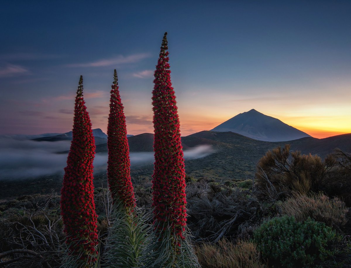 Feliz #DíadeCanarias 🇮🇨

#Tenerife #Canarias #tajinaste