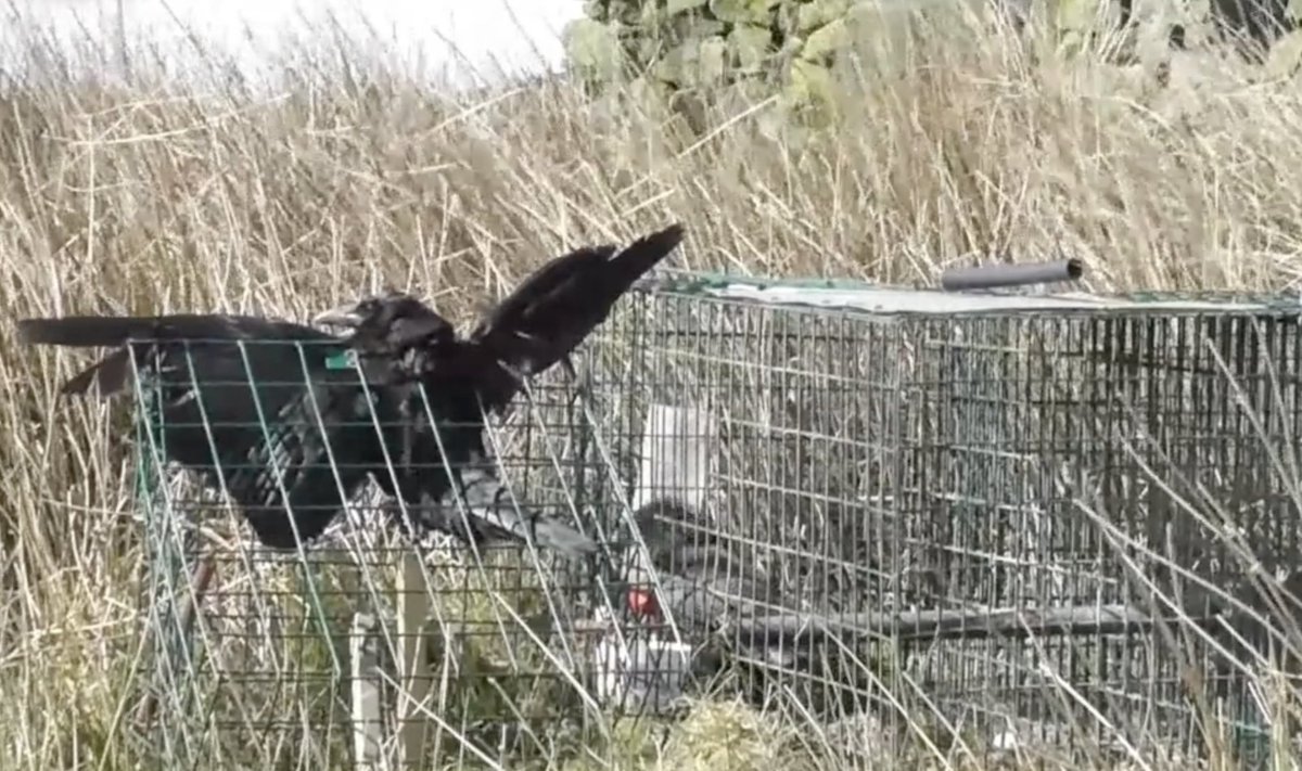 A crow was fatally injured in a gamekeeper's trap in Peak District National Park, discovered by @MoorlandMonitor 

Their footage shows how gamekeepers' clam traps close on birds' necks and wings, causing catastrophic injuries.

Read the full story at the link in the comments.