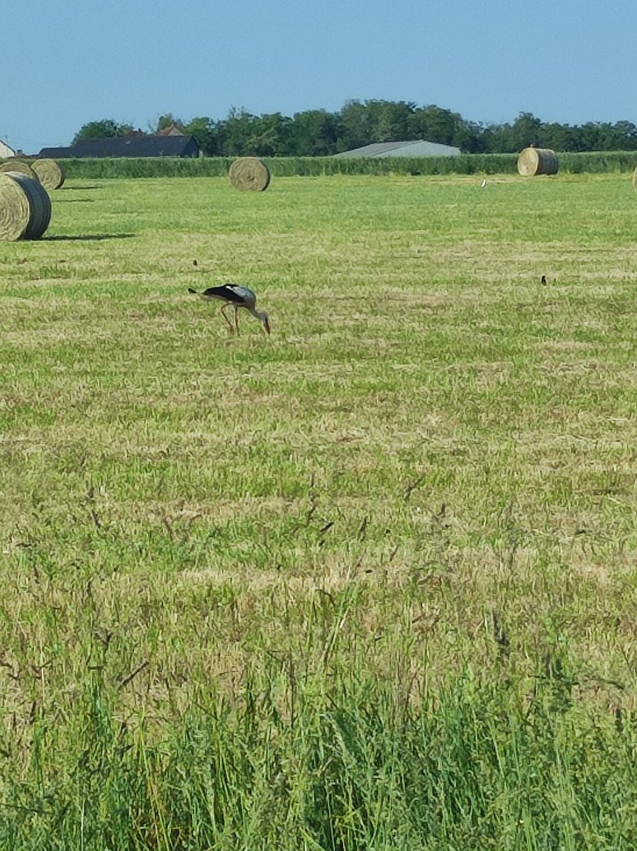 Ça embête moins de reprendre le travail quand on croise une cigogne en bord de route ! #oiseau #nièvre