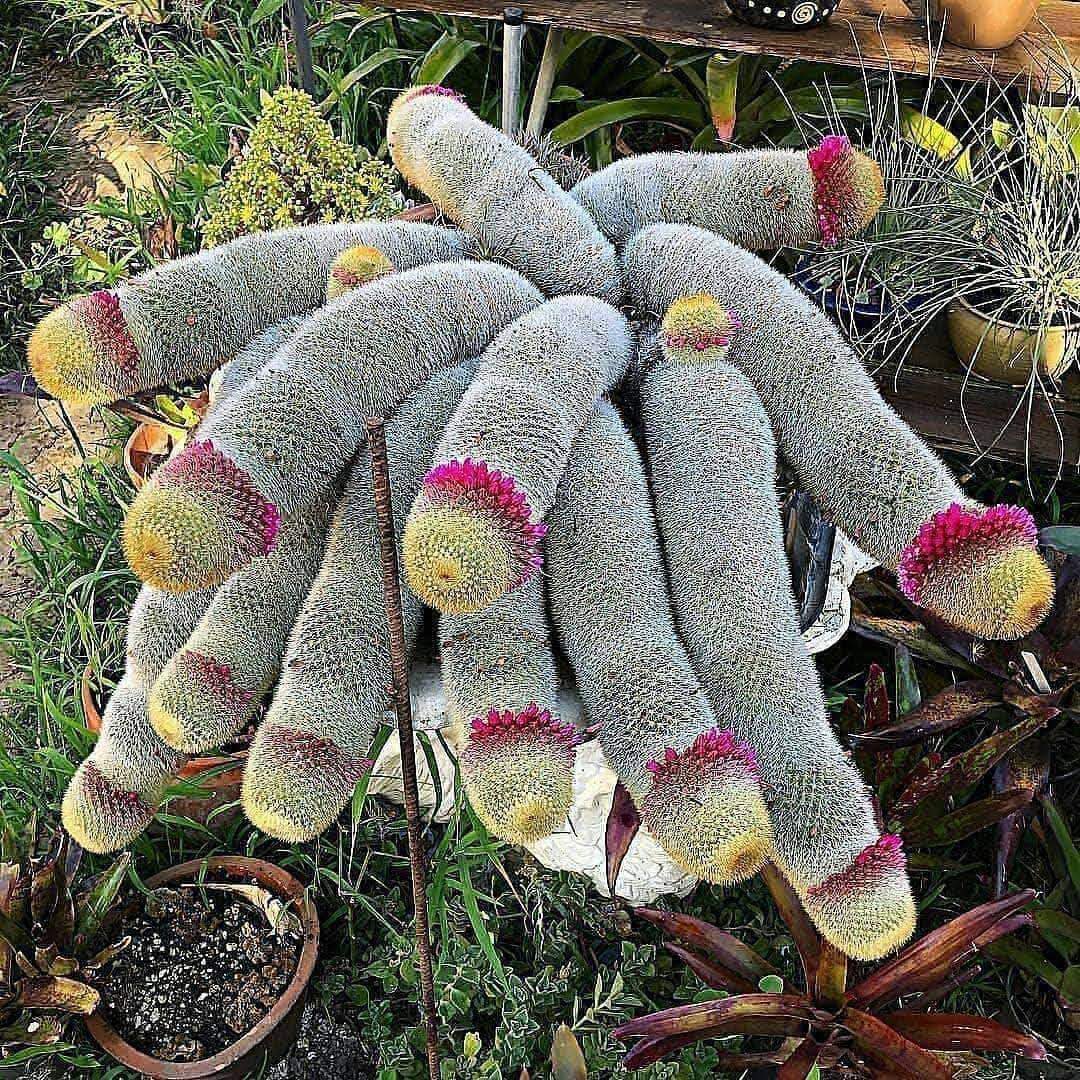 🌻 Jessica Kirsh tweet media