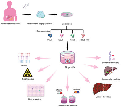 This review introduces the development and current advances in the field of organoids, describes the main cell sources and culture methods for organoids and more  @organoidscience @STEMCELLTech #openaccess #PrecisionMedicine @WileyHealth 
Read here: bit.ly/43Bi8Vj