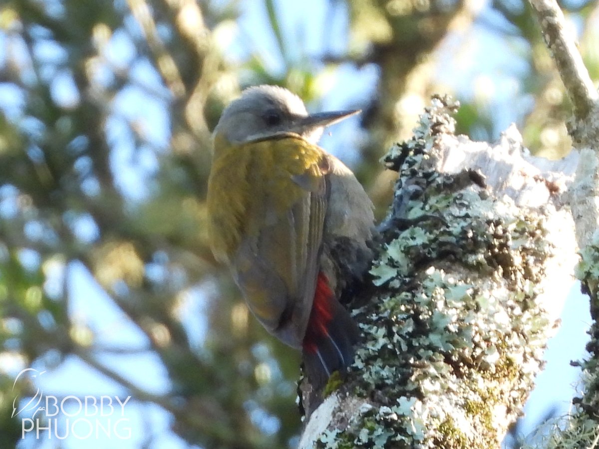 #613 Olive Woodpecker (Dendropicos griseocephalus)
Bergplaas Forest #WesternCape #SouthAfrica #Africa 

#birds #birding #birdwatching #birdphotography #twitternaturecommunity #nature #naturephotography #wildlife #wildlifephotography #birdoftheday #woodpecker