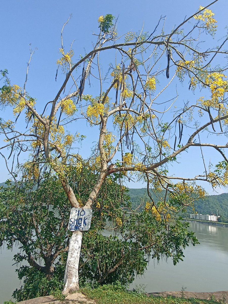 dharitrid826's tweet photo. এই গছ জোপাৰ নাম টো বাৰু কি??💛🍃 https://t.co/TfL1dJnjkJ