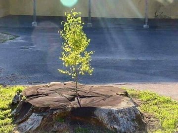 mpanktiya's tweet photo. शुरुवात दोबारा की जा सकती है...
यदि आपकी जड़ें मजबूत हों !! https://t.co/E5sOYA7wxQ