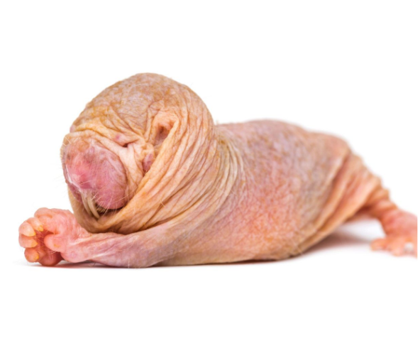 guarana's tweet photo. Qual nome você daria pra ele? https://t.co/zPV5RuoqCi