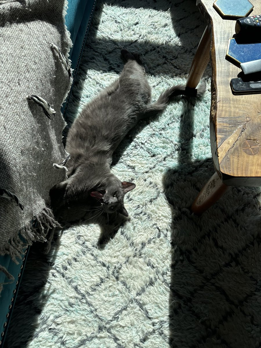 markperryAU's tweet photo. Sugar left us yesterday. She was a beautiful &amp; loving cat but she had suffered significant trauma as a kitten, before she came to us. Apartment life was tough &amp; she was happiest when we were at Barwon Heads, where she could watch the birds and hunt skinks. RIP Sugar we love you. https://t.co/F6Bztc1rp5