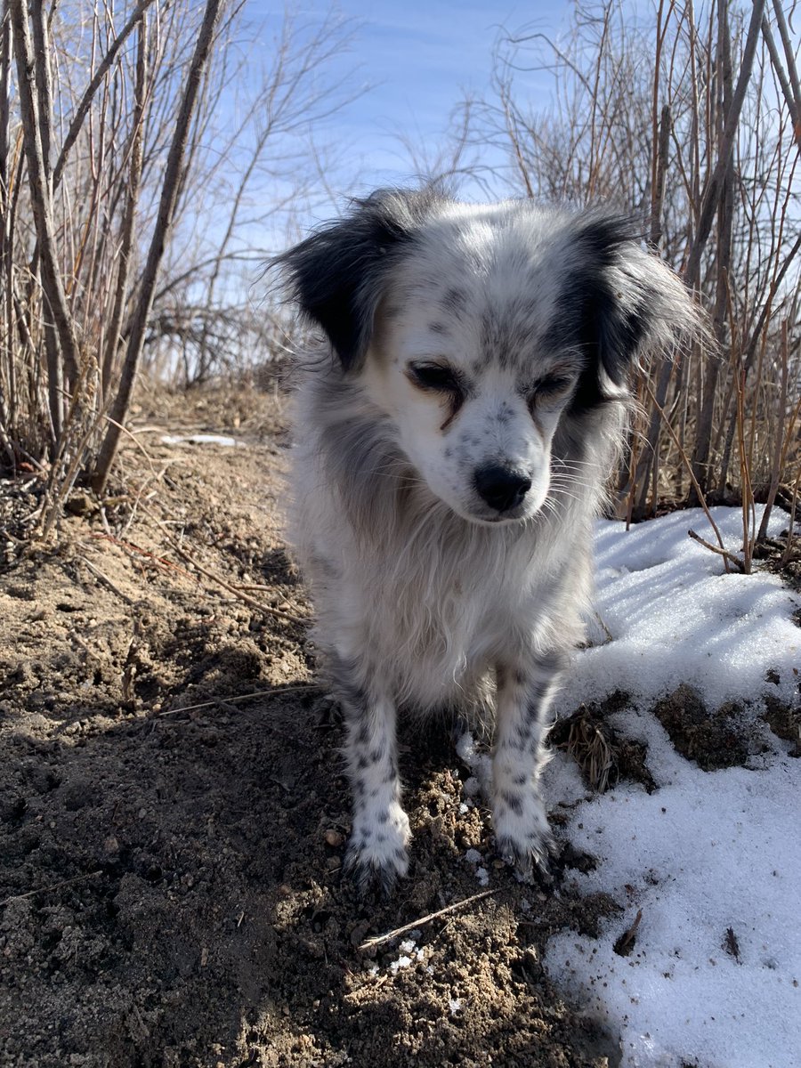 cindymomo4's tweet photo. @zen4ever2us I’m sorry 😢 it’s hard to watch our fur babies get old and sick. They give us unconditional love. You’re doing the best you can for him.
Hugs and kisses from my fur babies ; Ralphie, Crawford and Slay, Lady and Matt 😘🐾 https://t.co/bnMja1SxPO