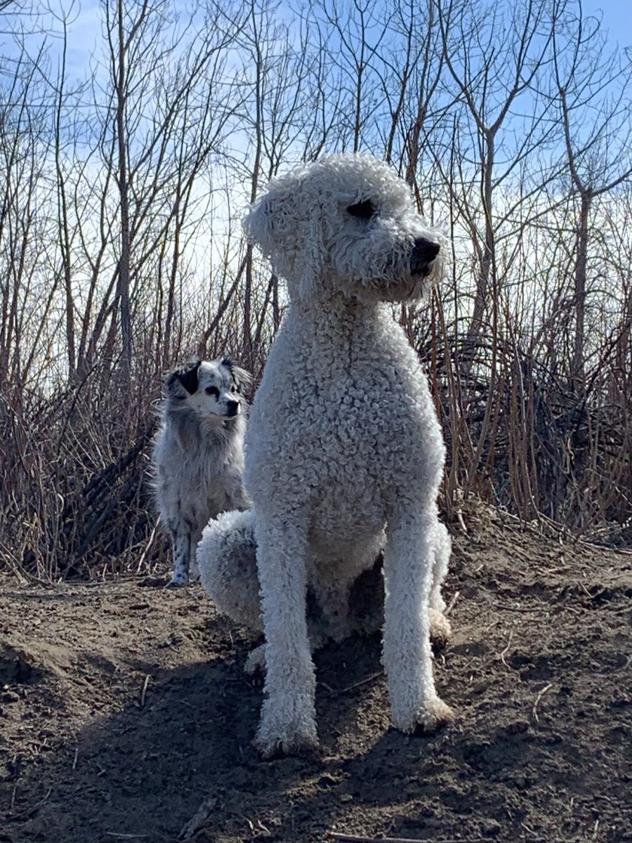 cindymomo4's tweet photo. @zen4ever2us I’m sorry 😢 it’s hard to watch our fur babies get old and sick. They give us unconditional love. You’re doing the best you can for him.
Hugs and kisses from my fur babies ; Ralphie, Crawford and Slay, Lady and Matt 😘🐾 https://t.co/bnMja1SxPO