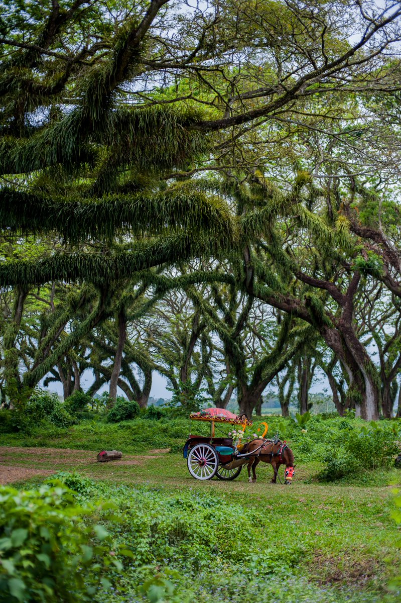 Wego Indonesia tweet media