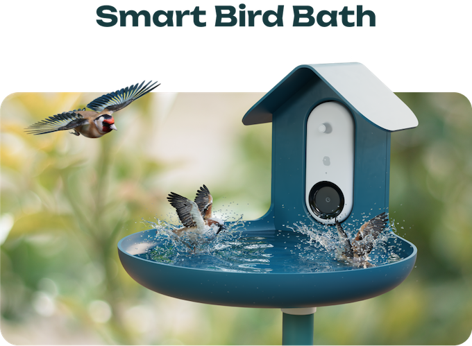 Smart Bird Bath With Live Video Streaming of Birds

The camera's AI can even identify the types of birds!

bit.ly/3oF3Vb2

#smartbirdbath #birdwatchers #birdwatching #birdcamera