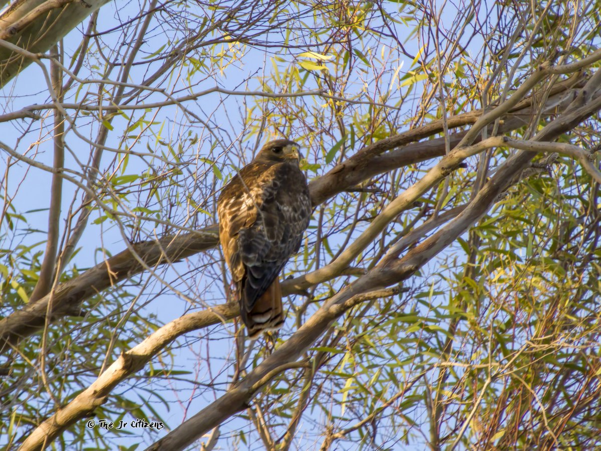 The Hawks are moving back into their summer nest.
Scottsdale Arizona. May 2023.
#arizonabirds #birdwatching #BirdsOfTwitter #birdsofPrey #Hawks #birding #wildlifephotography #arizona