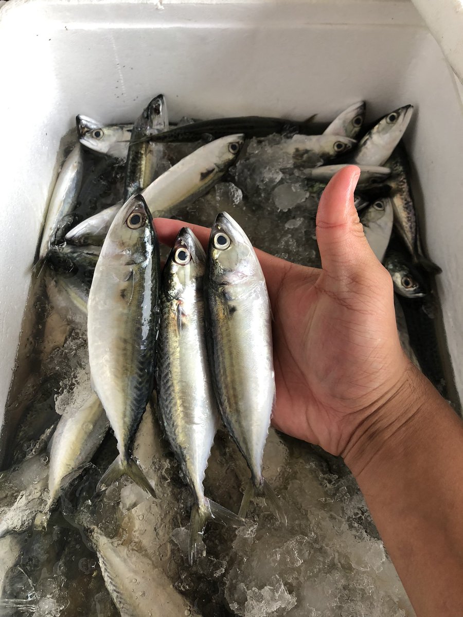 afiqahzukri's tweet photo. Kami jual barang basah! Kawan kawan sekitar Semenyih, Kajang dan Bangi nak boleh PM https://t.co/6OdxtFI7LZ https://t.co/N2U3DFXLL0