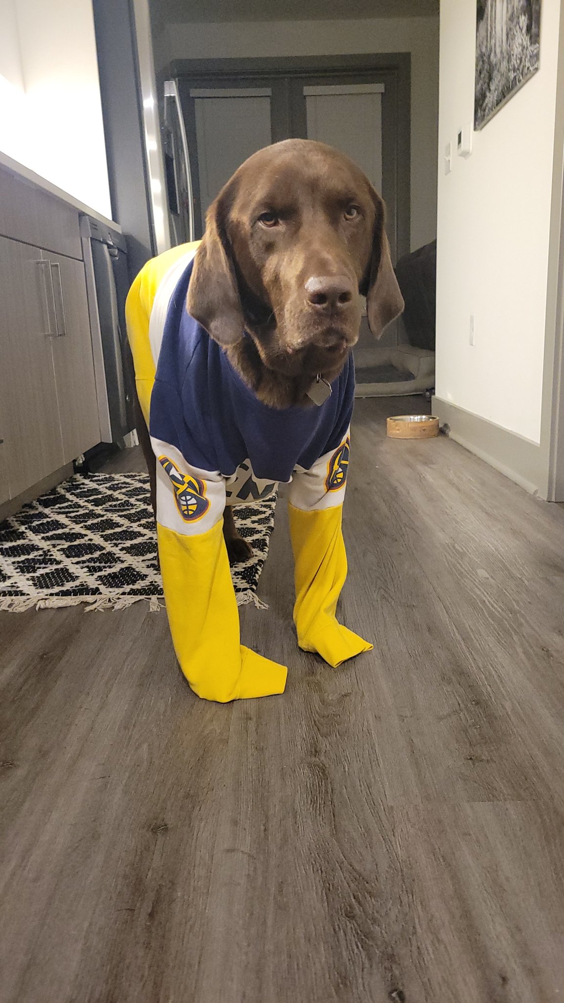 steelers pet jersey